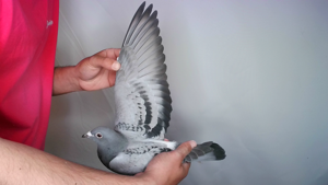 Pigeon image