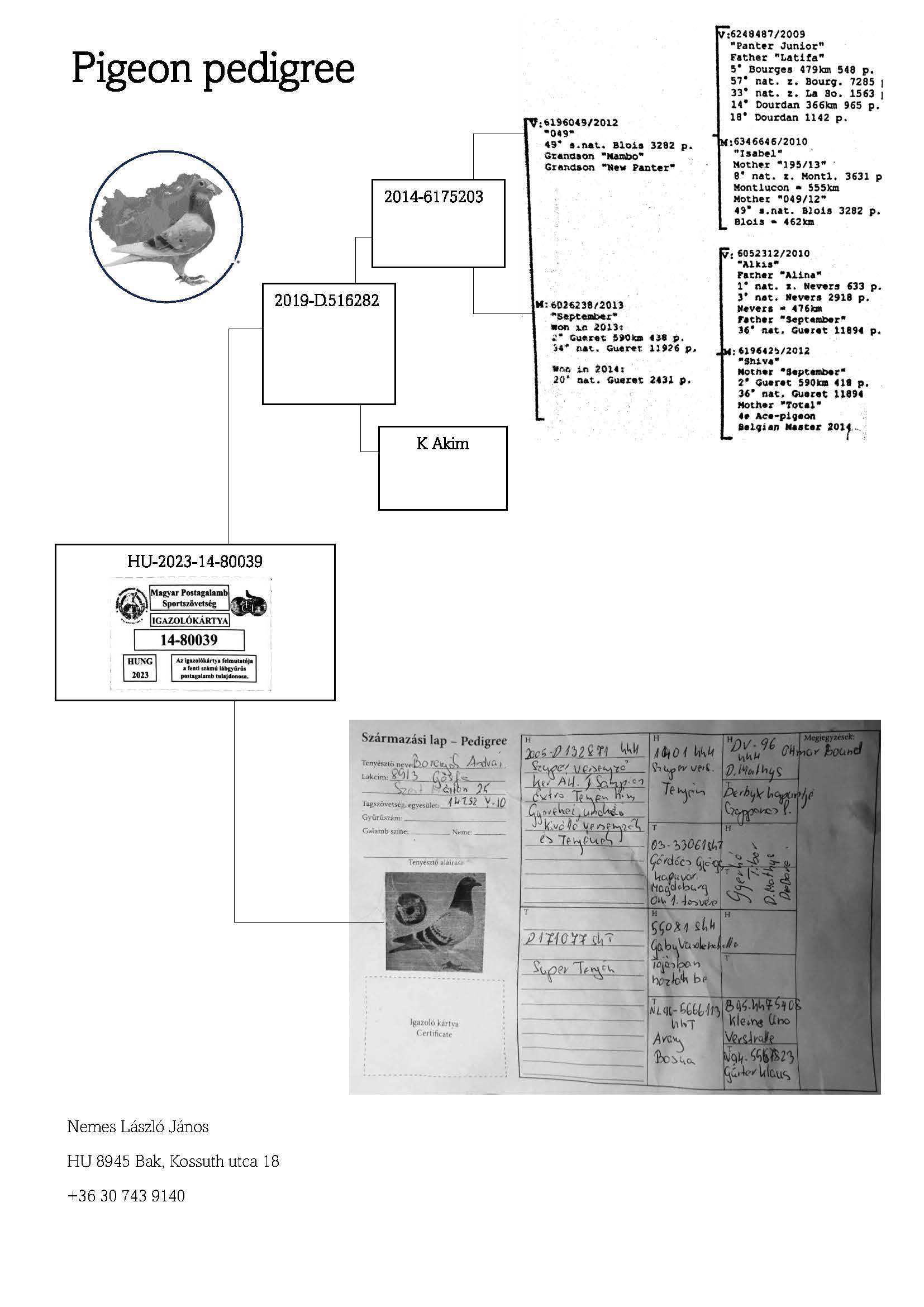 Pigeon pedigree image