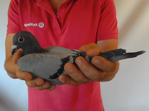 Pigeon image