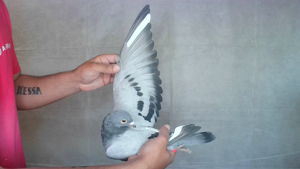 Pigeon image