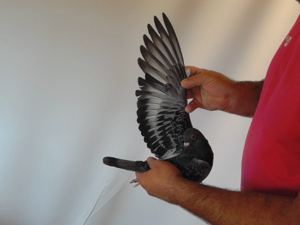 Pigeon image