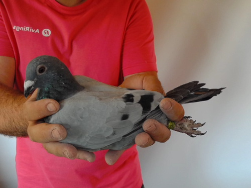 Pigeon image