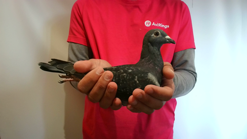 Pigeon image