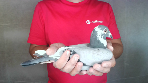 Pigeon image