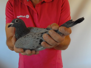 Pigeon image