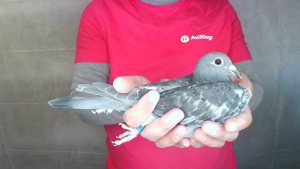 Pigeon image
