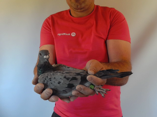 Pigeon image