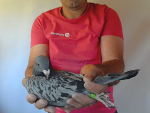 Pigeon image