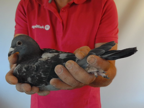 Pigeon image
