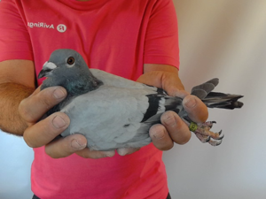 Pigeon image