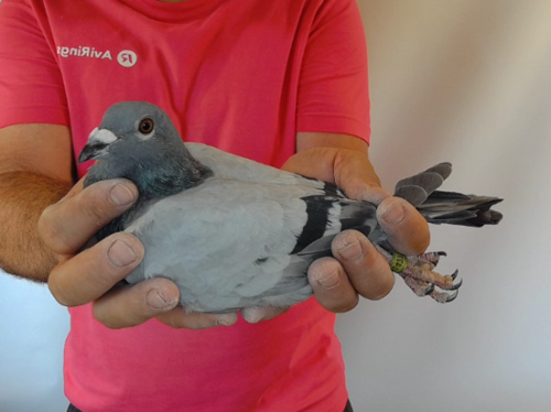 Pigeon image