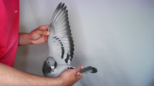 Pigeon image