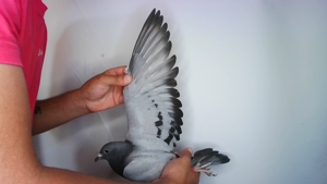 Pigeon image
