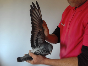 Pigeon image