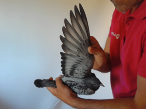 Pigeon image