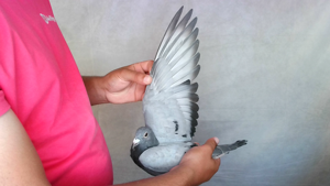 Pigeon image