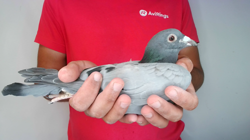 Pigeon image