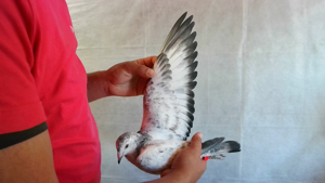 Pigeon image