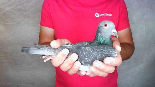 Pigeon image