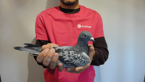 Pigeon image