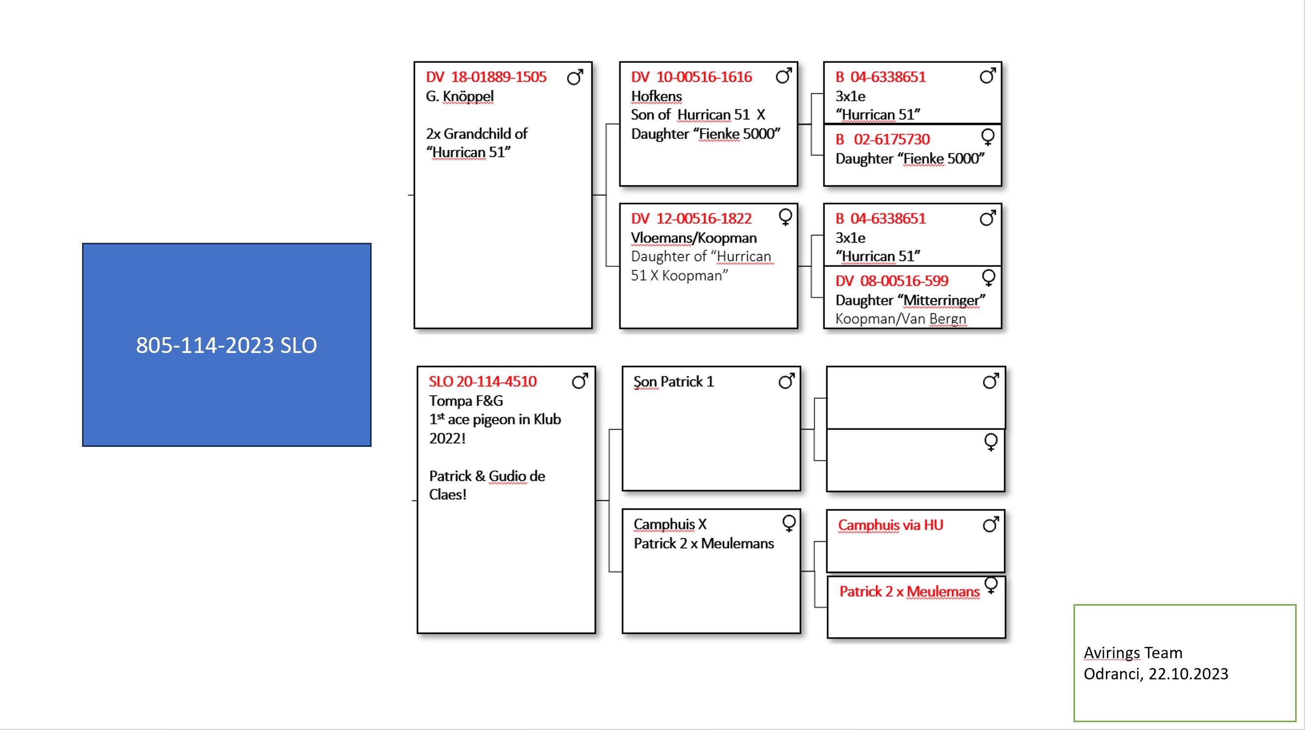 Pigeon pedigree image
