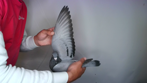 Pigeon image