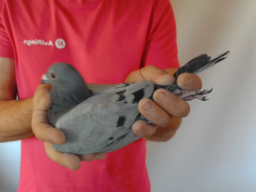 Pigeon image