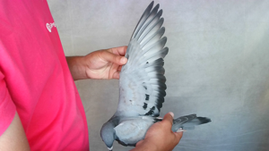 Pigeon image