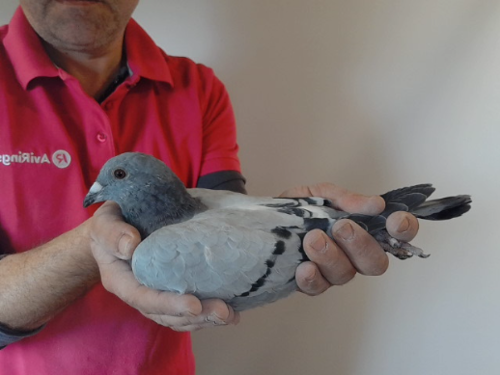 Pigeon image