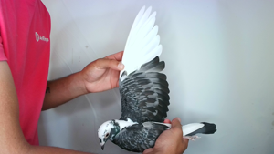 Pigeon image