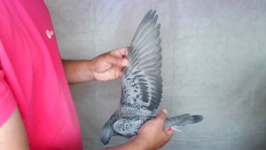 Pigeon image