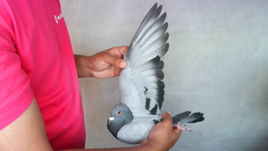 Pigeon image