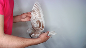 Pigeon image