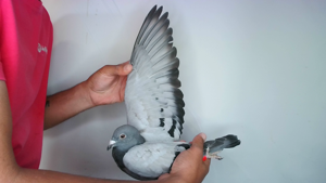 Pigeon image