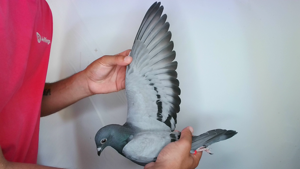 Pigeon image