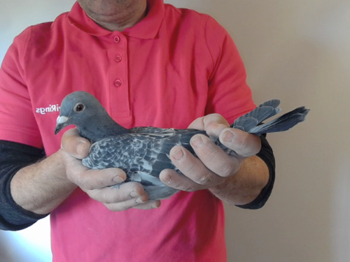 Pigeon image
