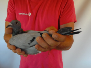 Pigeon image