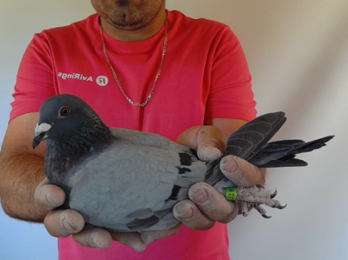 Pigeon image