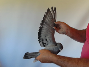 Pigeon image