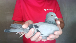 Pigeon image