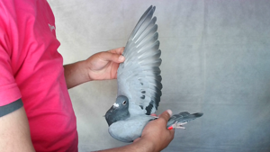 Pigeon image