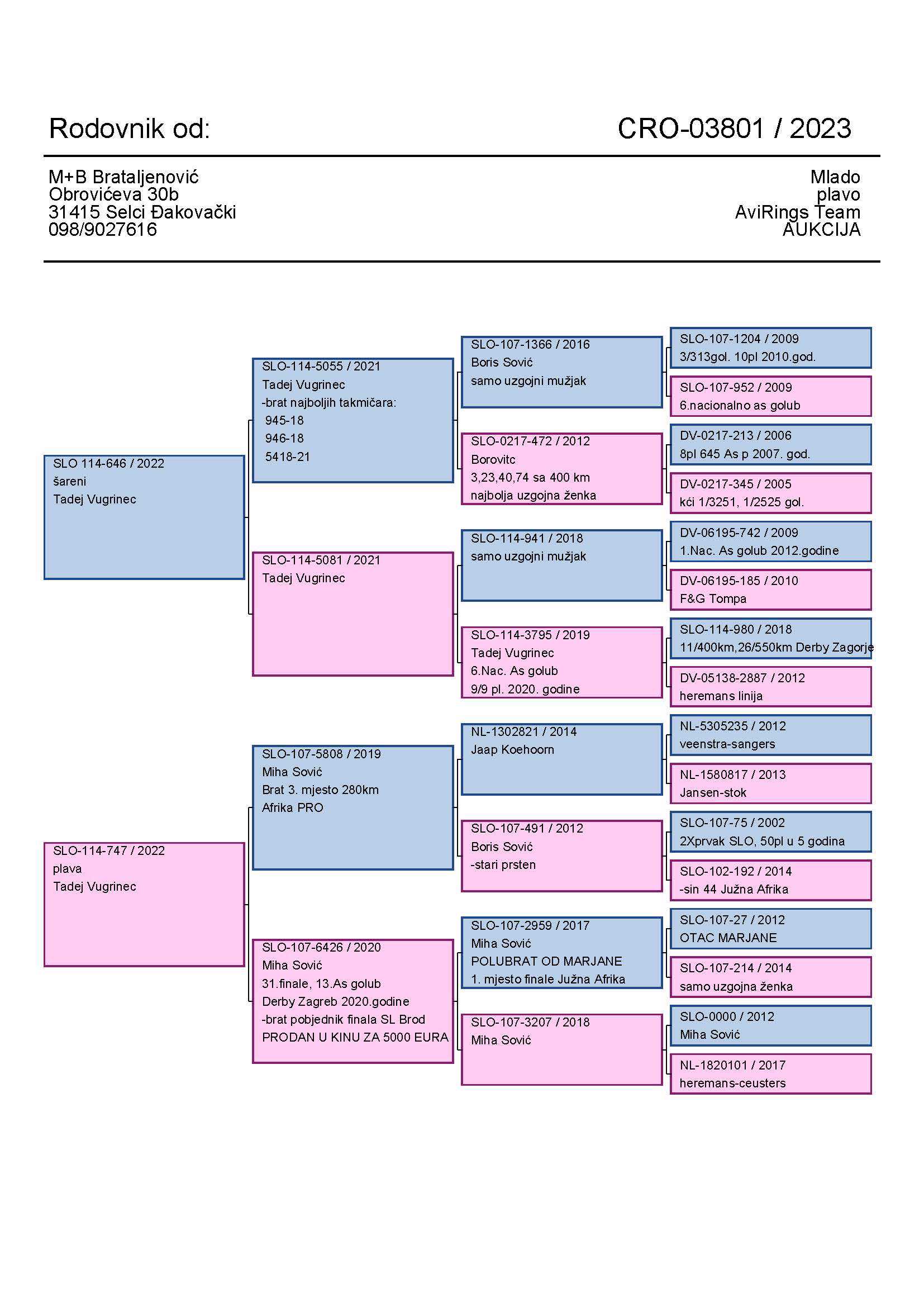Pigeon pedigree image