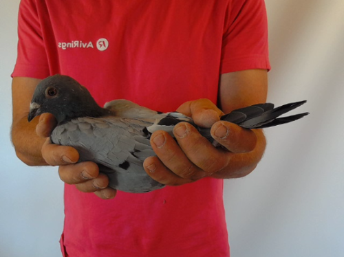 Pigeon image
