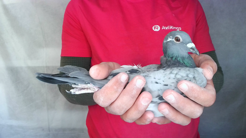 Pigeon image