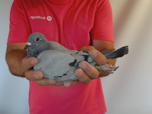 Pigeon image