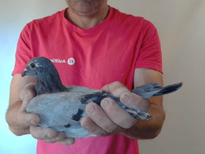Pigeon image