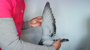 Pigeon image