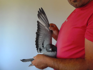 Pigeon image