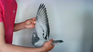 Pigeon image