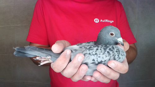 Pigeon image